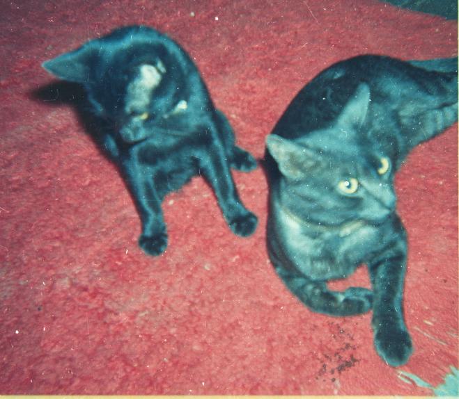 click for larger size