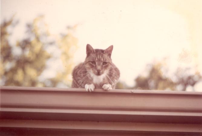 click for larger size