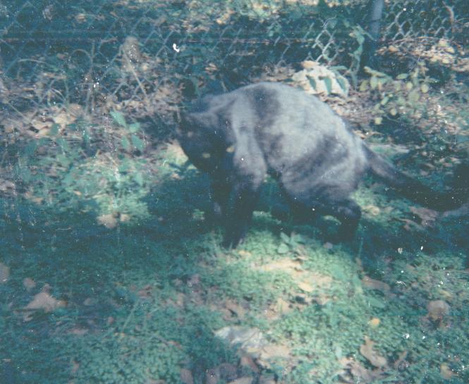 click for larger size