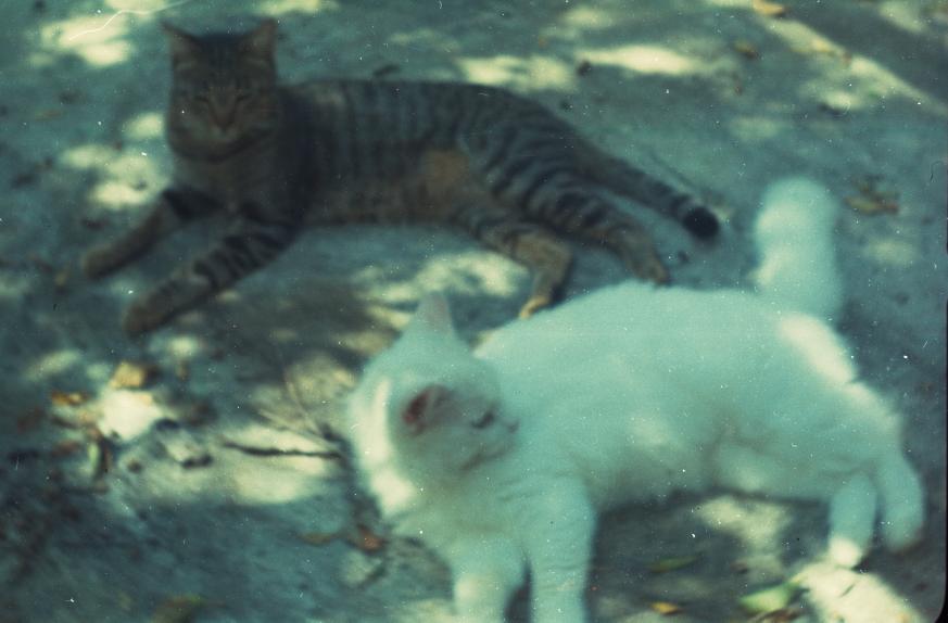 click for larger size