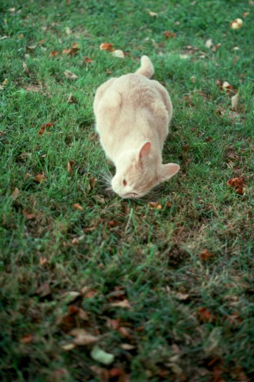 click for larger size