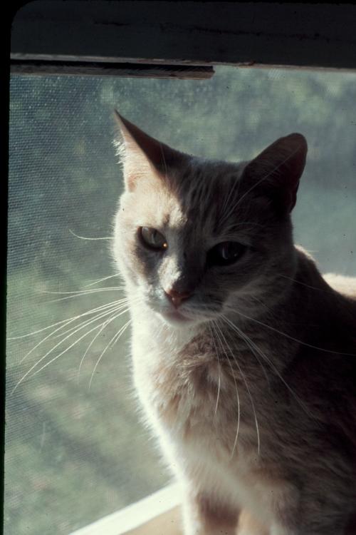 click for larger size