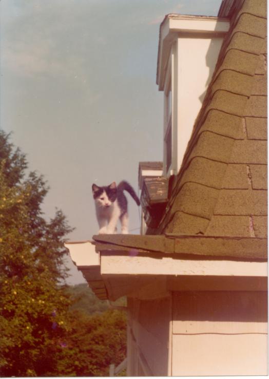 click for larger size