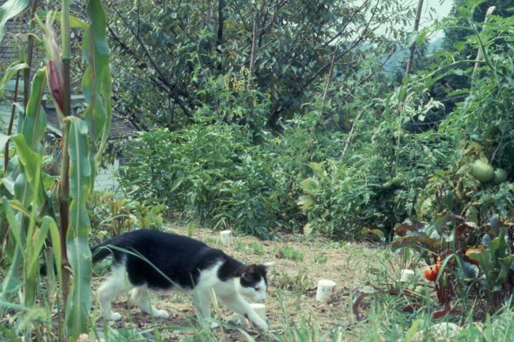 click for larger size