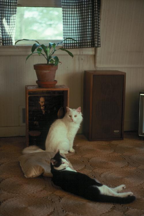 click for larger size