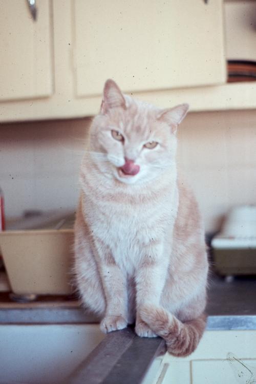 click for larger size