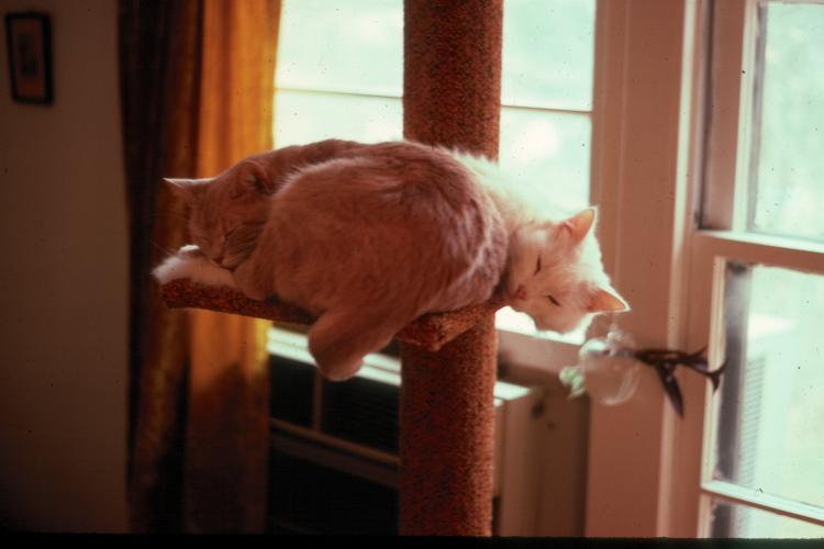 click for larger size