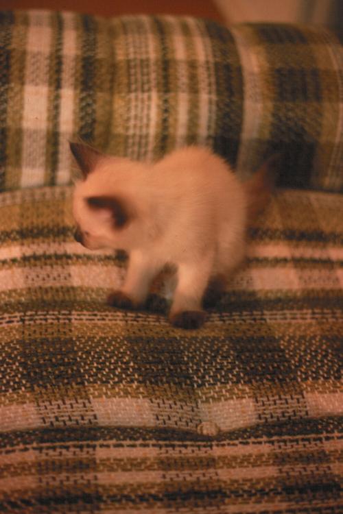 click for larger size