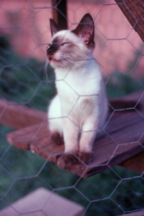 click for larger size