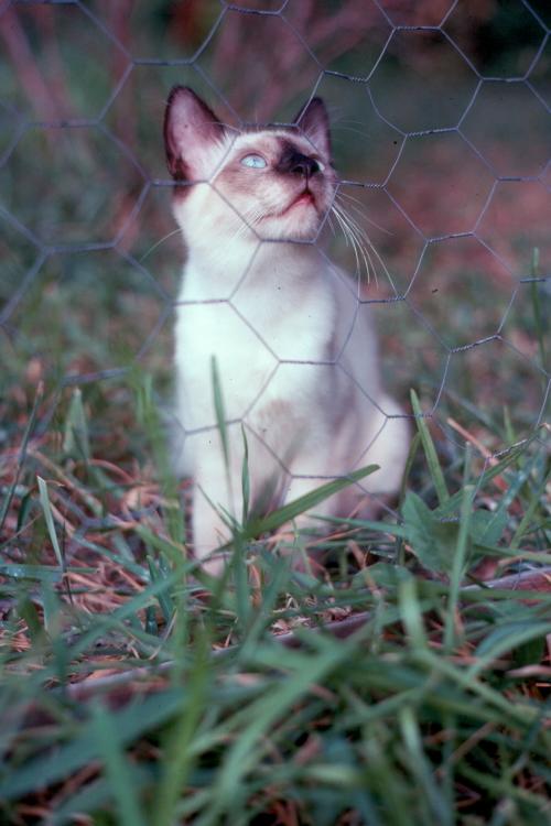 click for larger size