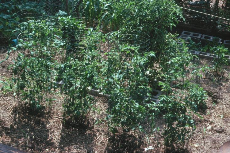 click for larger size