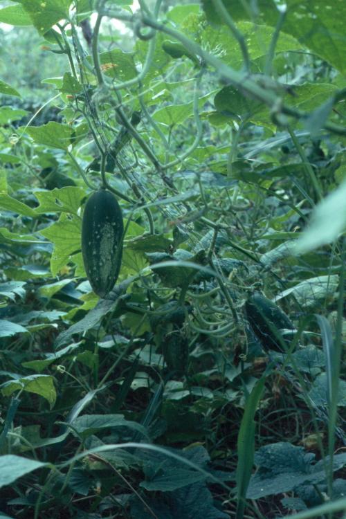 click for larger size