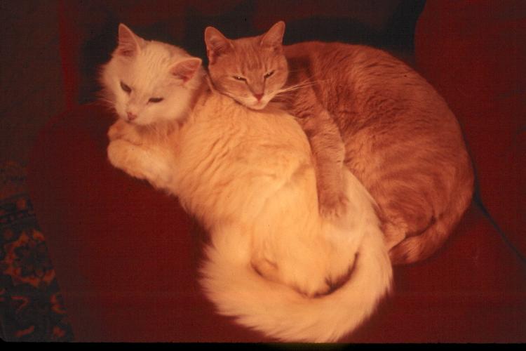 click for larger size