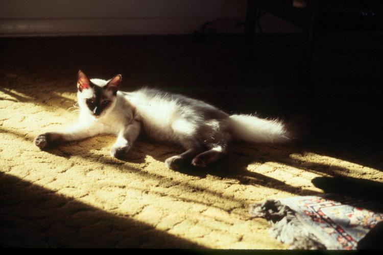 click for larger size