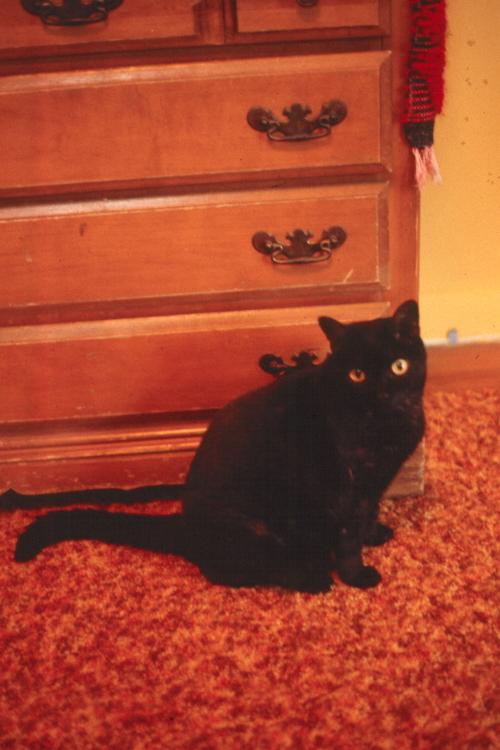 click for larger size