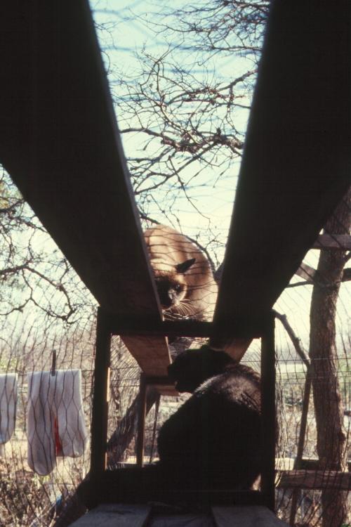 click for larger size