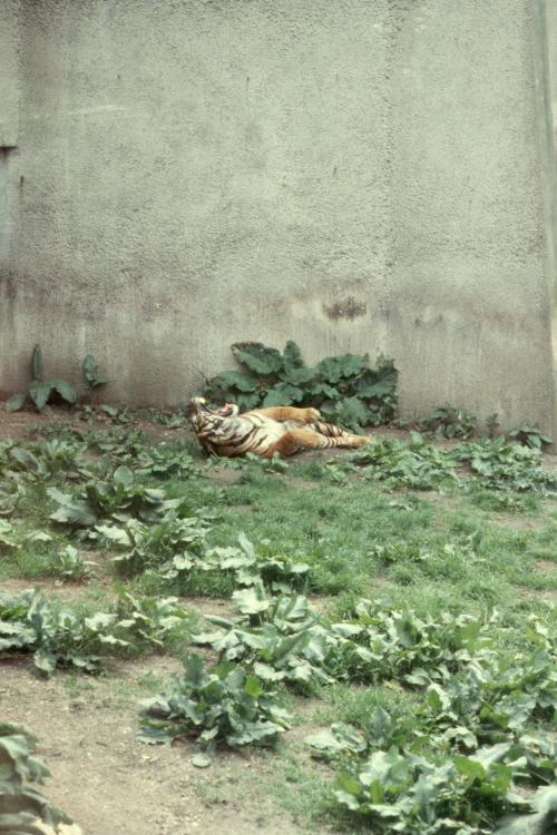 click for larger size