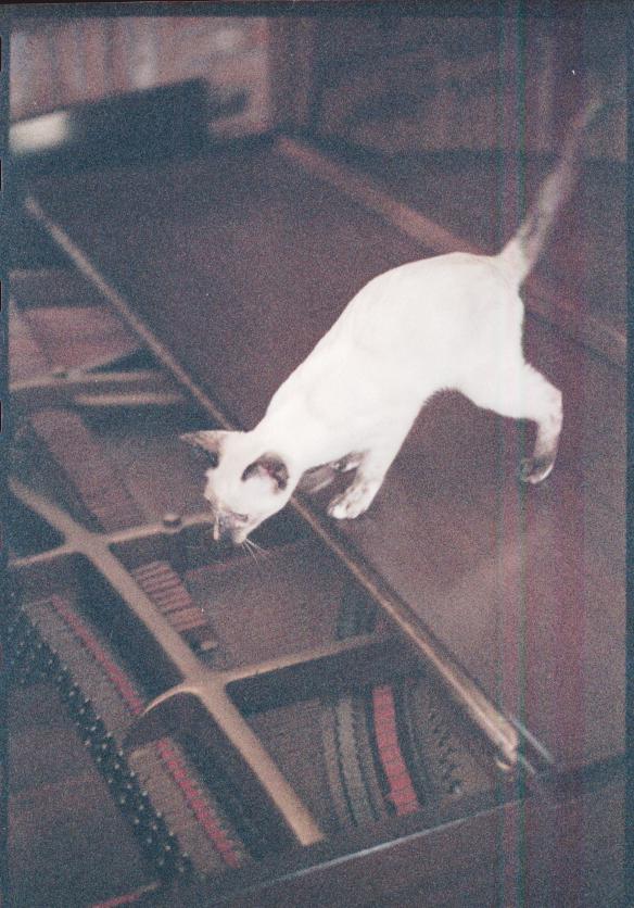 click for larger size