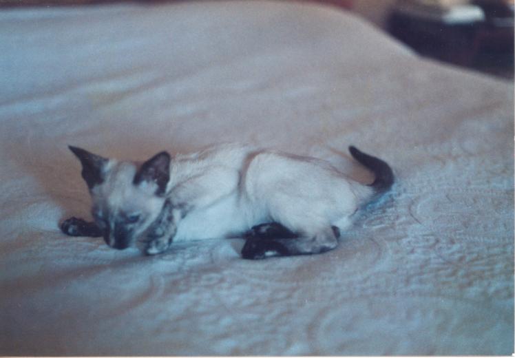 click for larger size