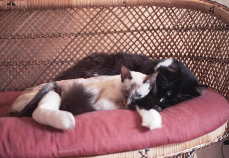 click for larger size