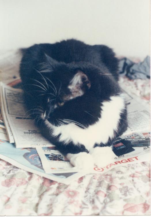 click for larger size