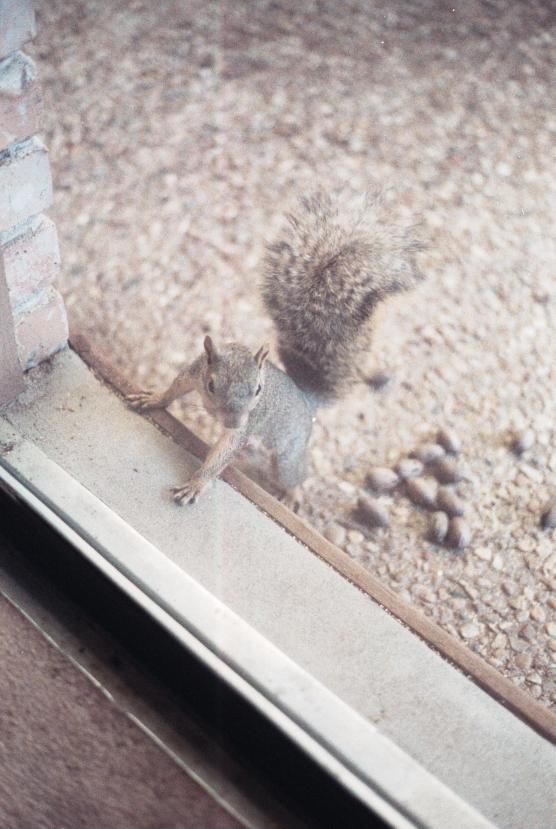 click for larger size