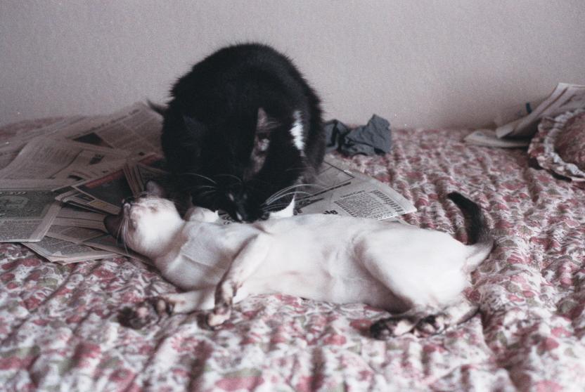 click for larger size