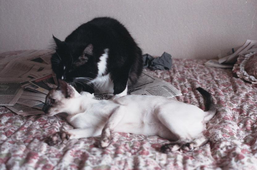 click for larger size