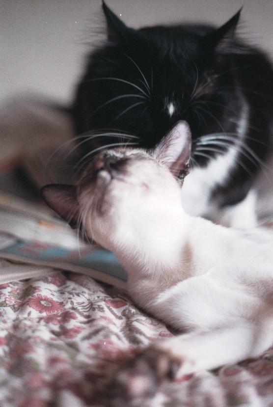 click for larger size