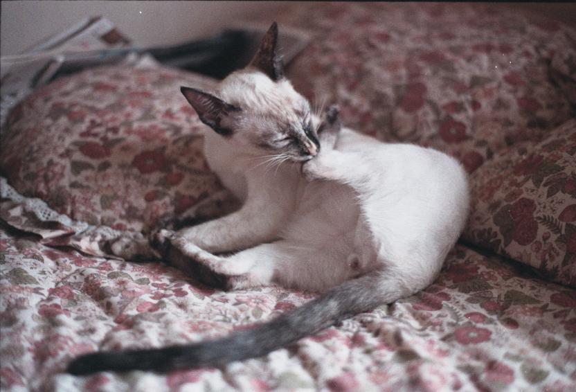 click for larger size