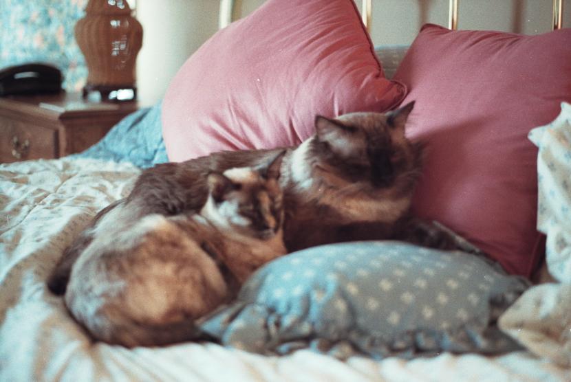 click for larger size