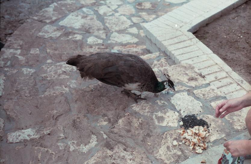 click for larger size