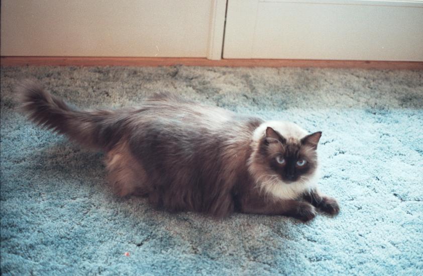 click for larger size