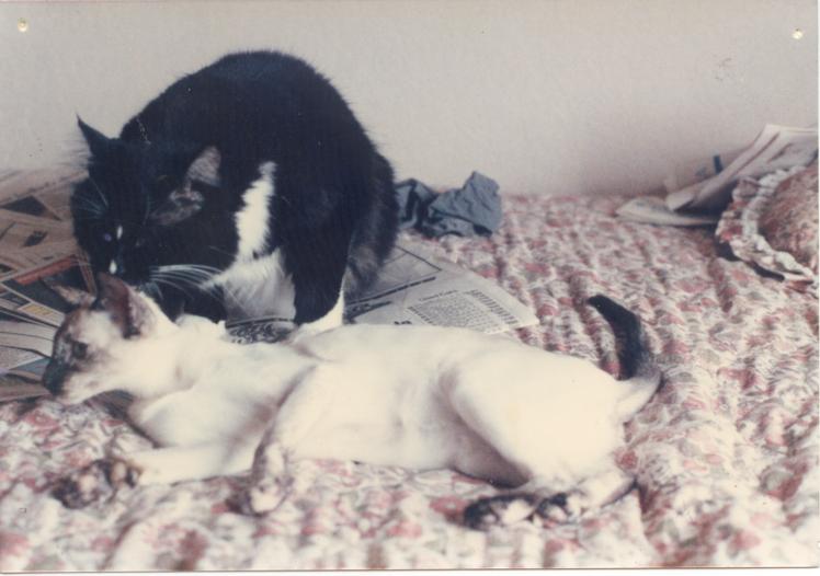 click for larger size