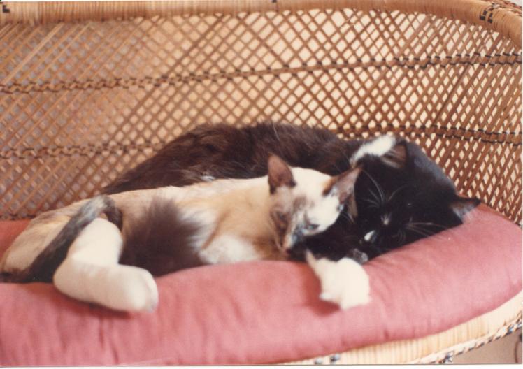 click for larger size