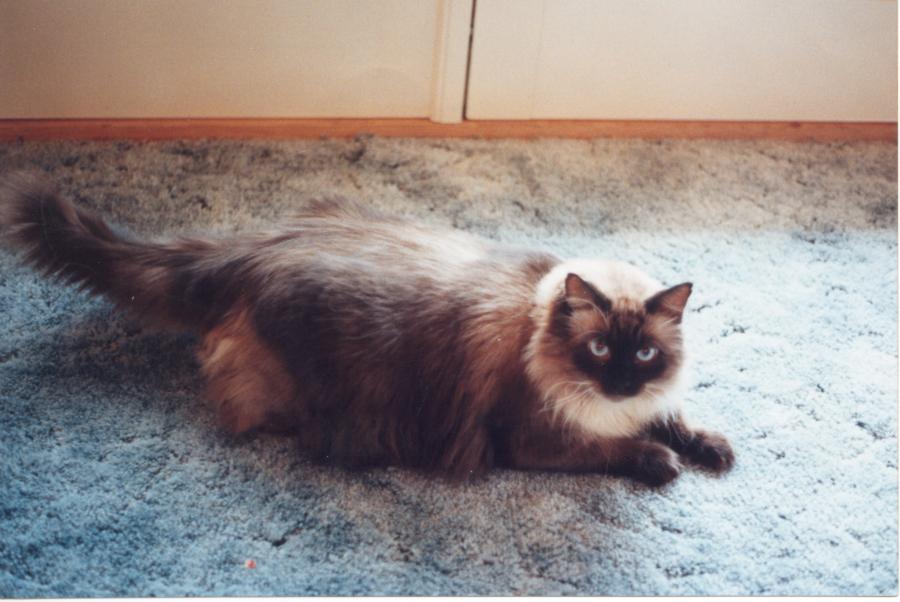 click for larger size