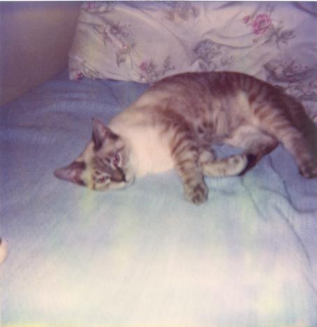 click for larger size