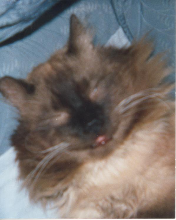 click for larger size