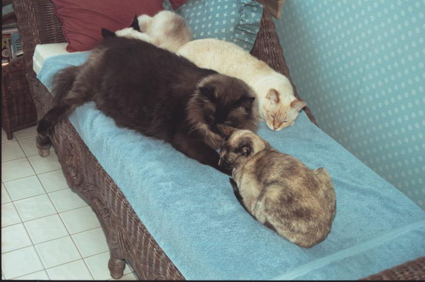 click for larger size