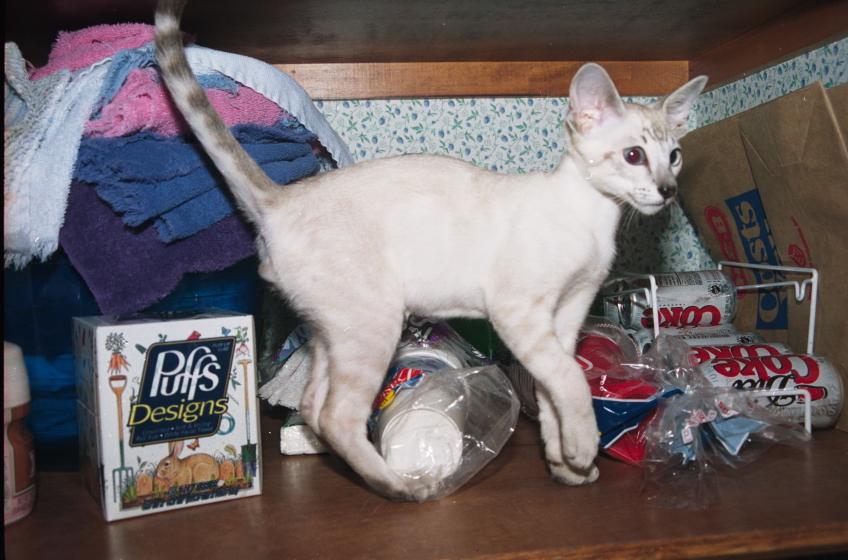 click for larger size