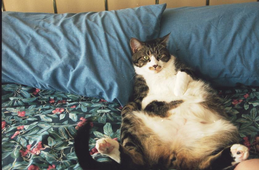 click for larger size