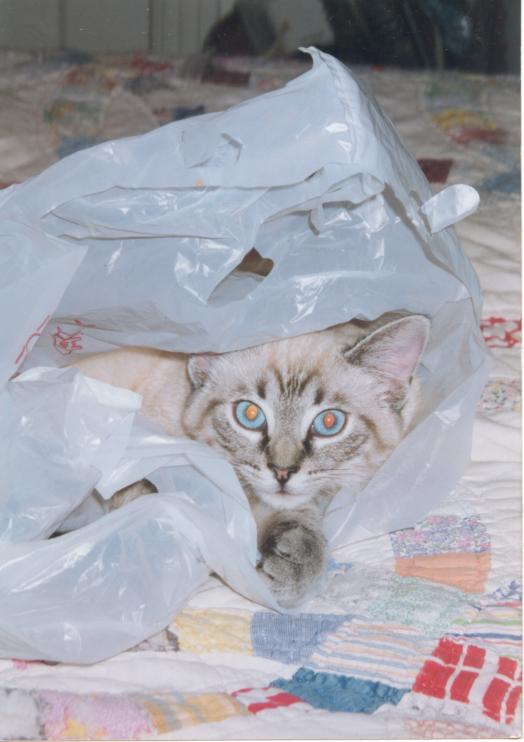 click for larger size