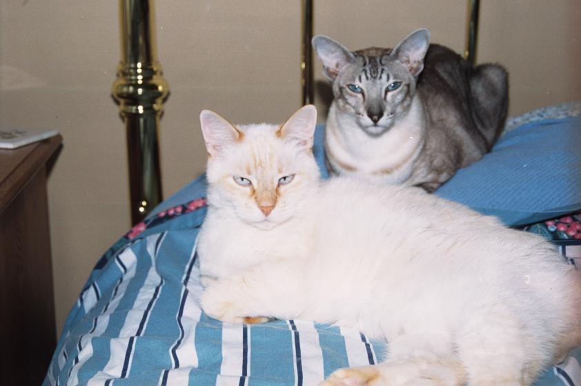 click for larger size