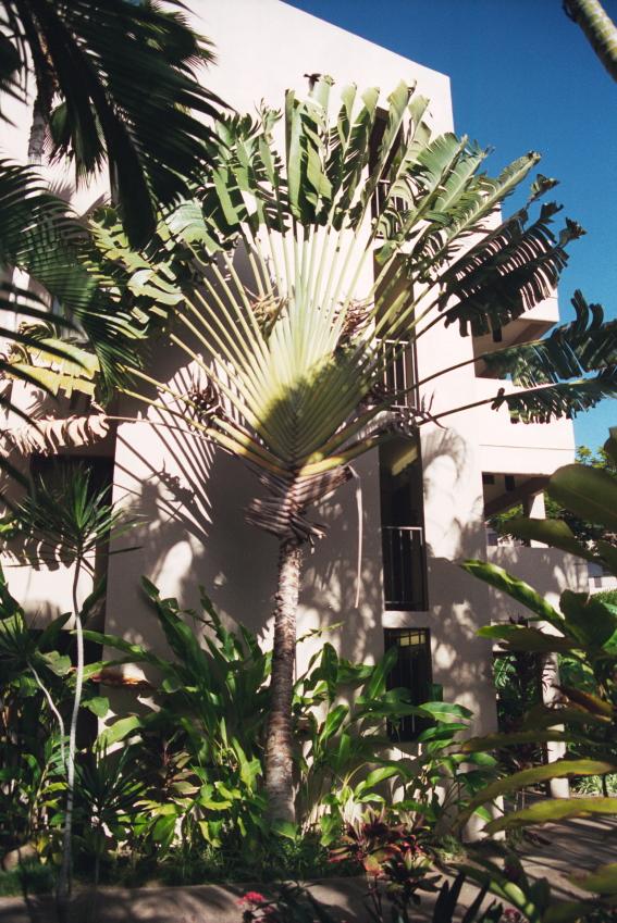 click for larger size