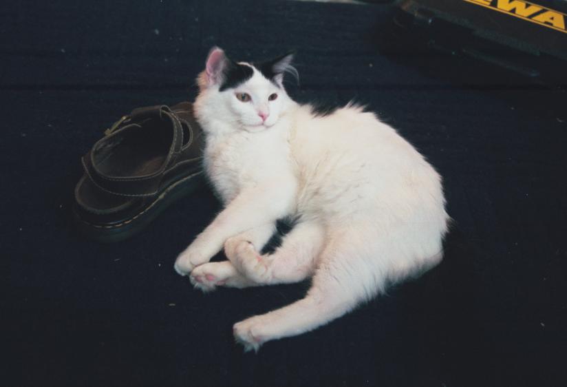 click for larger size