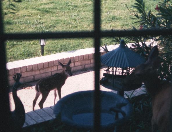 click for larger size