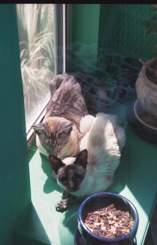 click for larger size