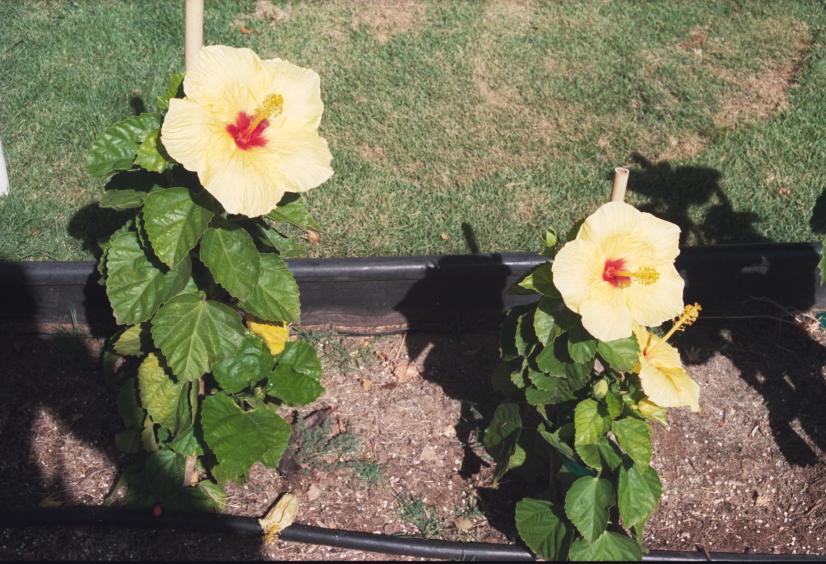 click for larger size