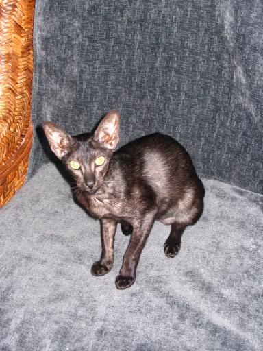 click for larger size