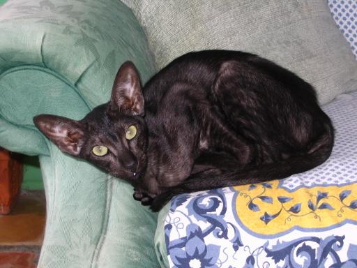 click for larger size